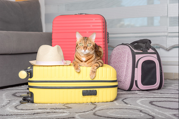 Rapatriement des animaux et bagages